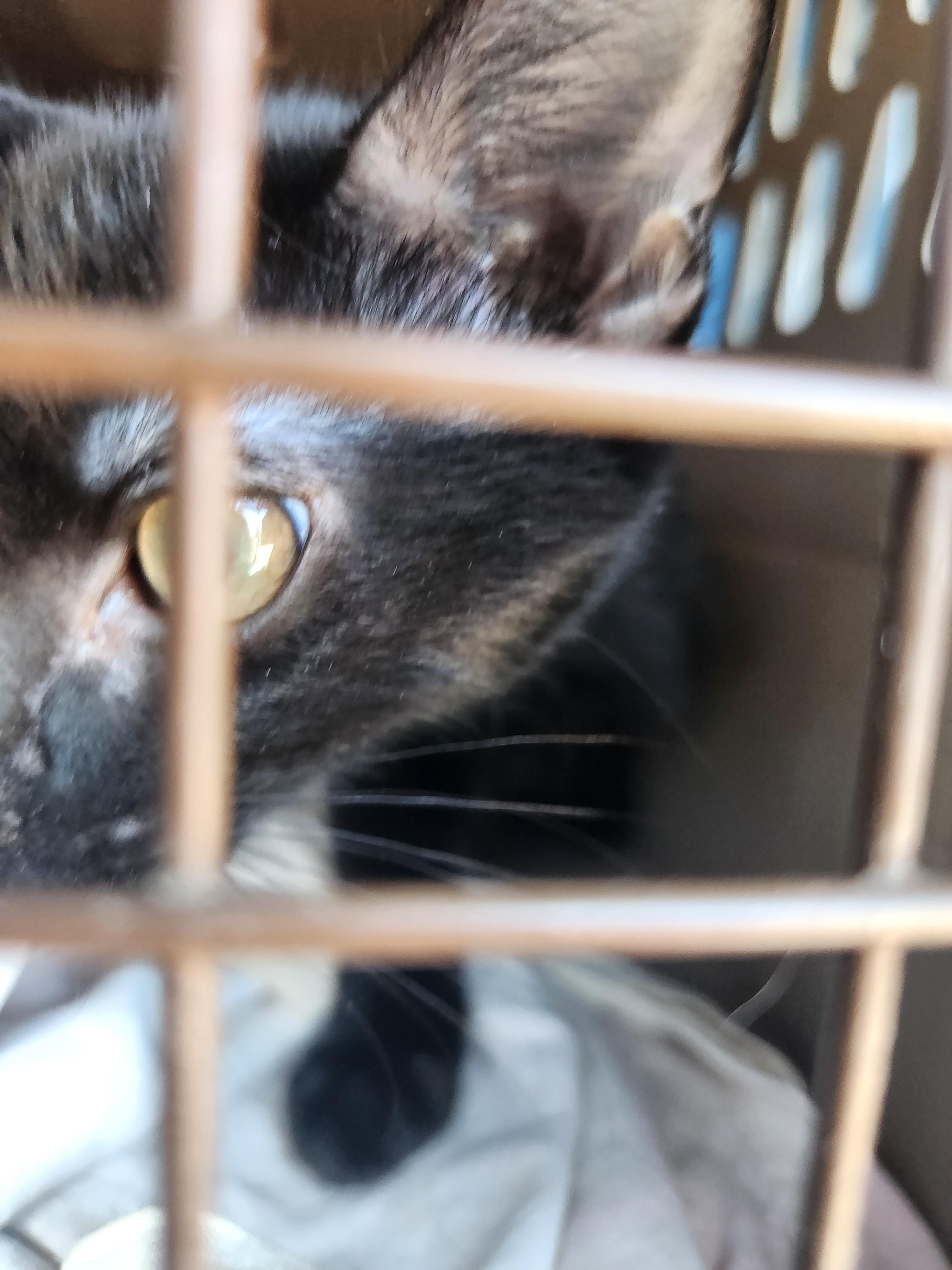 Enlarge Luna, a Adoptable Domestic Short Hair in Wantage, NJ image 2/3