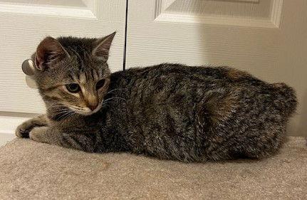 Twix, a Adopted mixed breed in Ringwood, NJ image 1/3