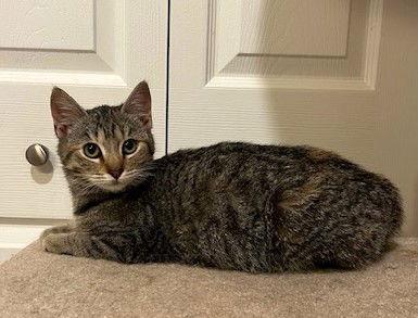 Twix, a Adopted mixed breed in Ringwood, NJ image 2/3