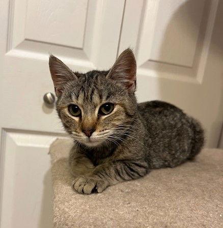 Twix, a Adopted mixed breed in Ringwood, NJ image 3/3