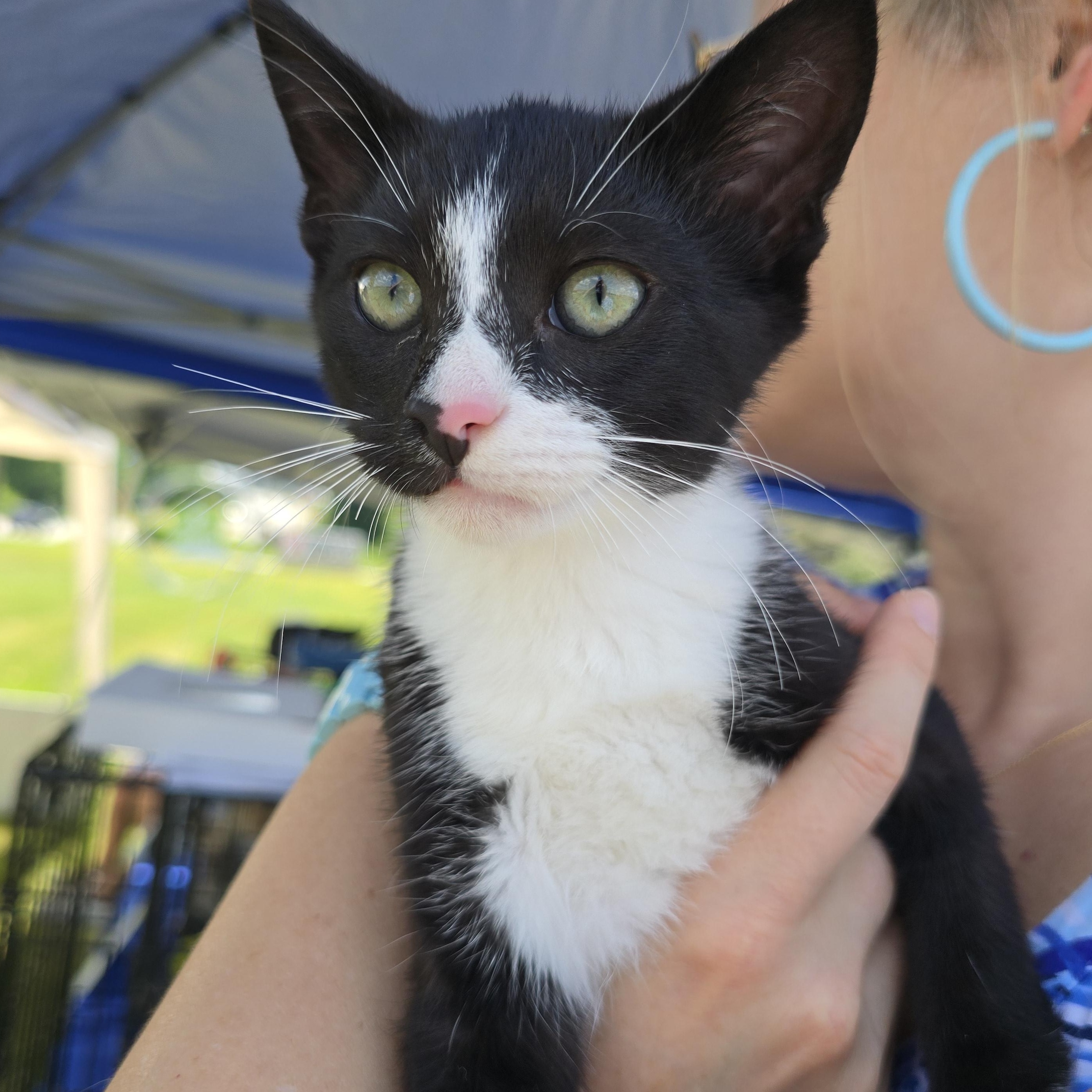 Pippin, Baby Male Domestic Short Hair