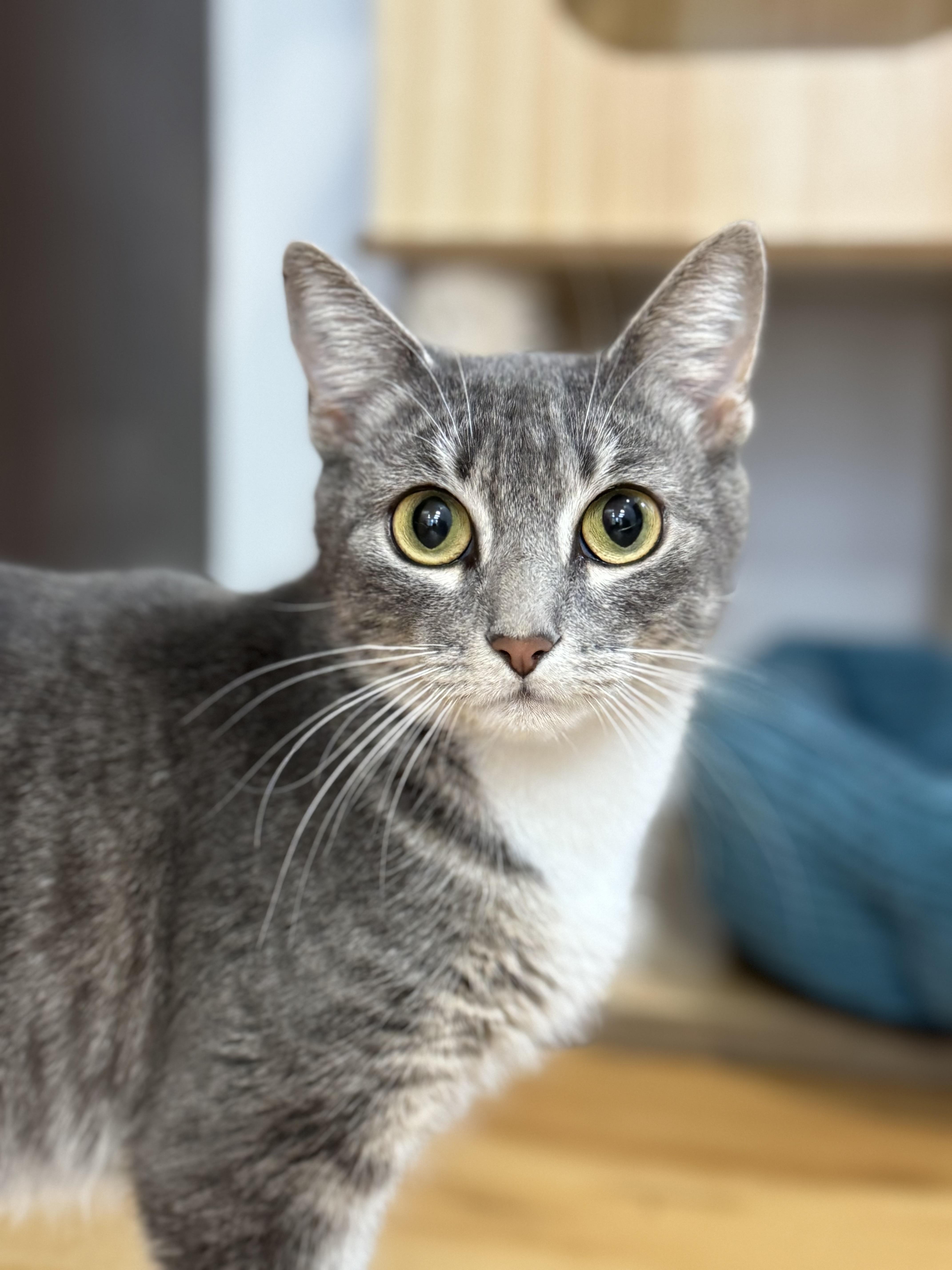 Enlarge Myla, an adopted Domestic Short Hair in New Haven, CT image 1/1