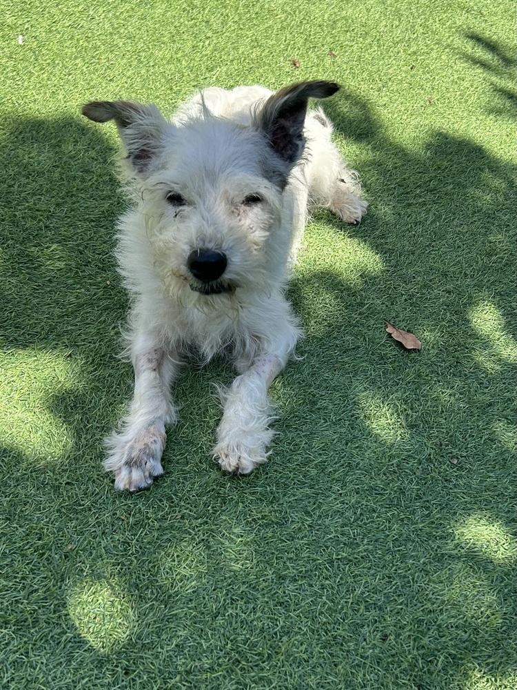 Krypto, Adoptable, Senior Male West Highland White Terrier / Westie & Terrier.