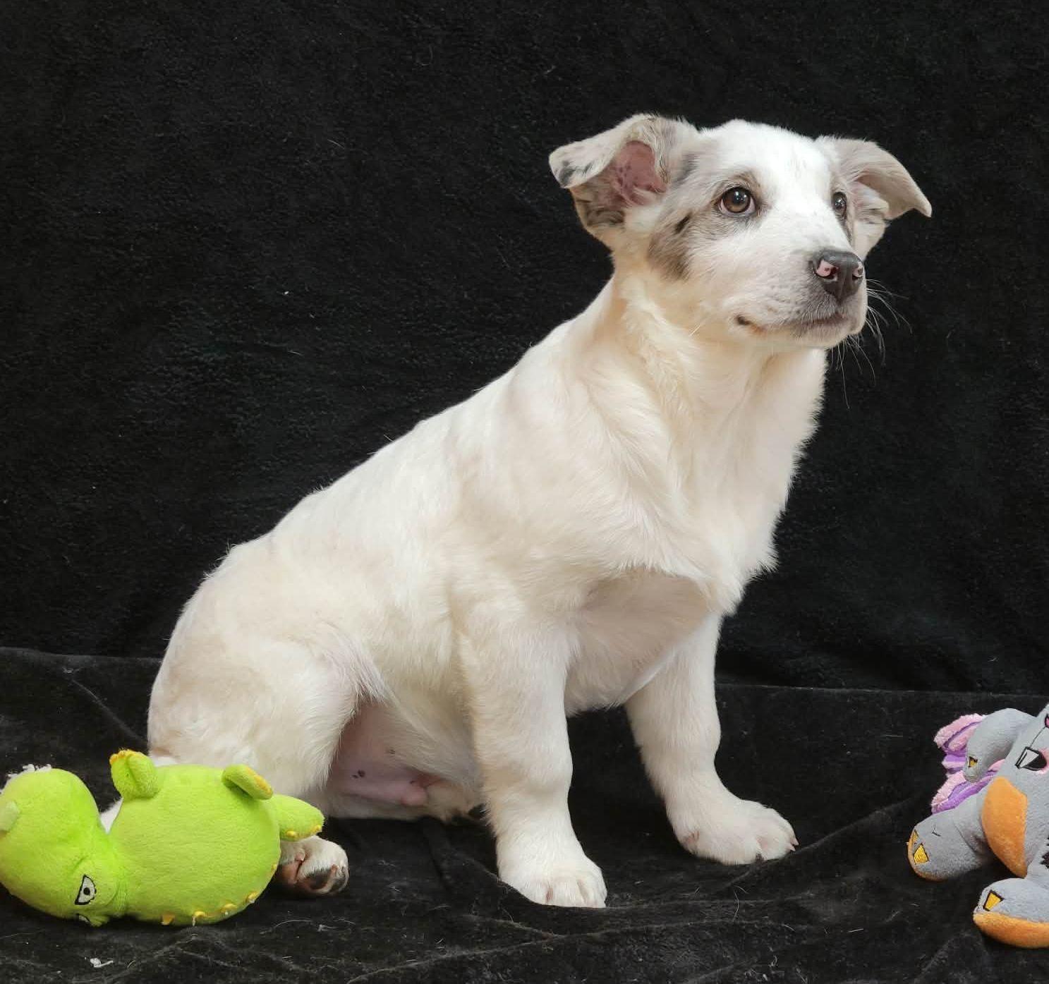 Enlarge Roy, a ADOPTABLE mixed breed in Portage, WI image 1/4