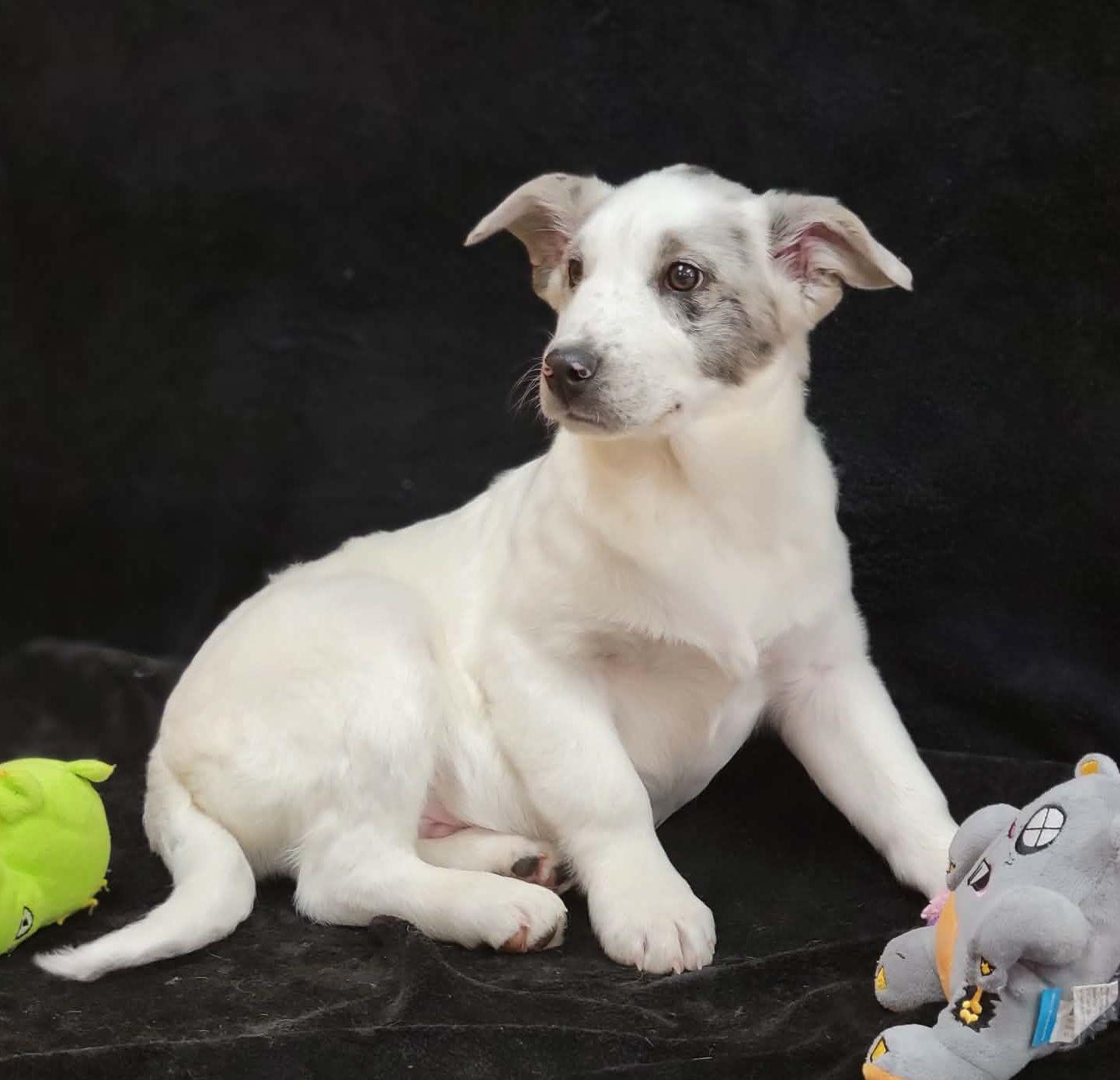 Enlarge Roy, a ADOPTABLE mixed breed in Portage, WI image 4/4