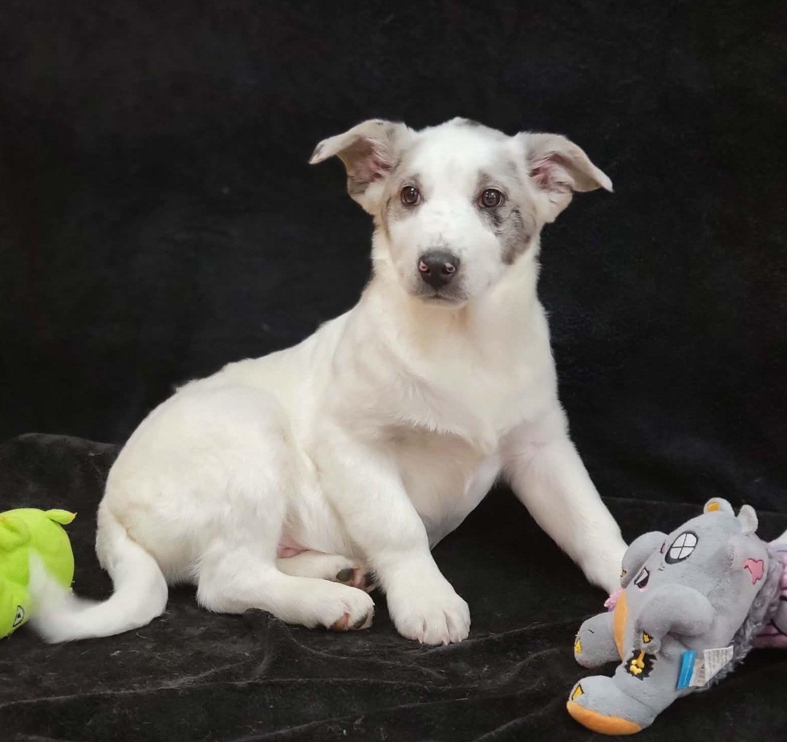 Enlarge Roy, a ADOPTABLE mixed breed in Portage, WI image 2/4