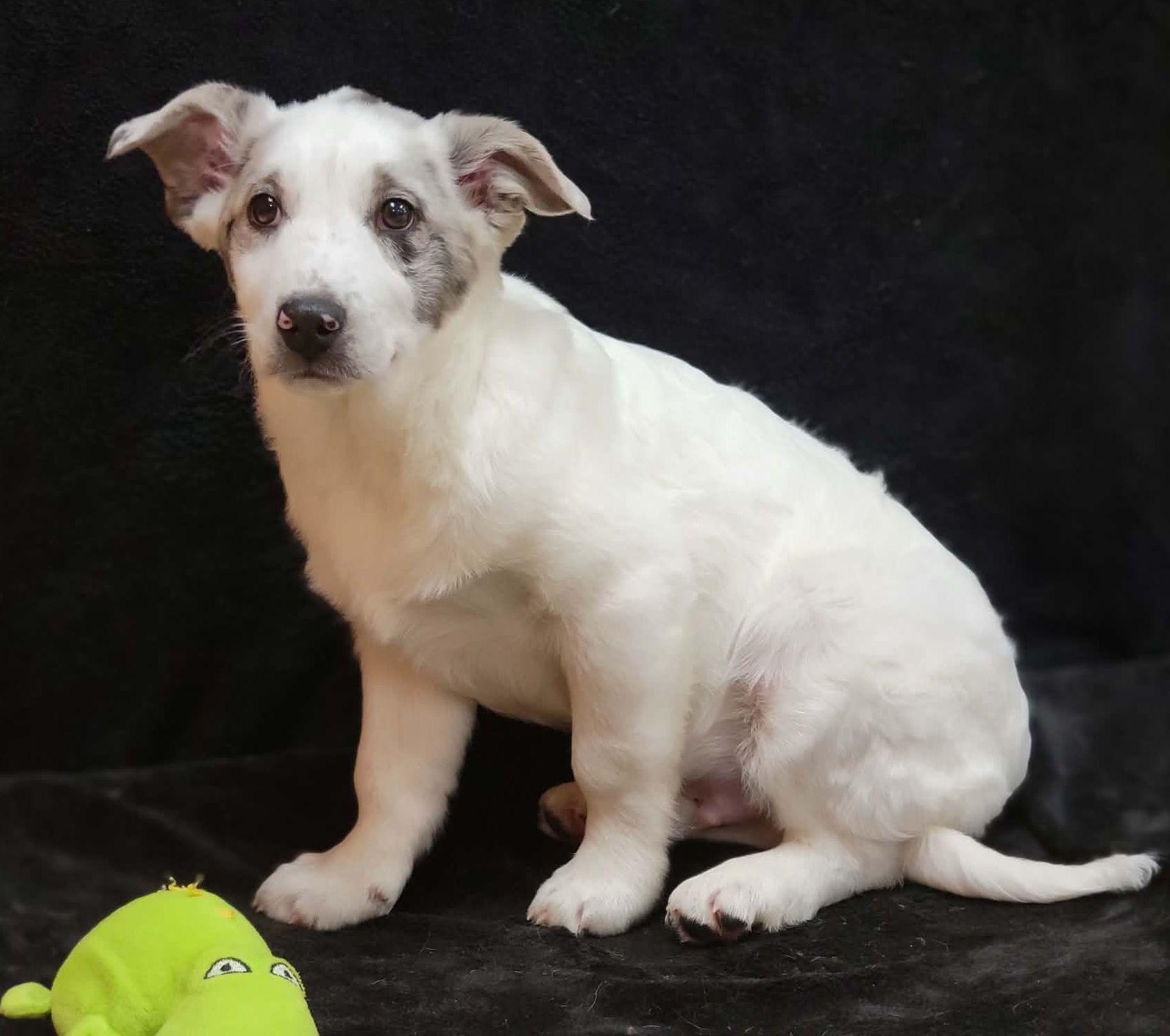 Enlarge Roy, a ADOPTABLE mixed breed in Portage, WI image 3/4