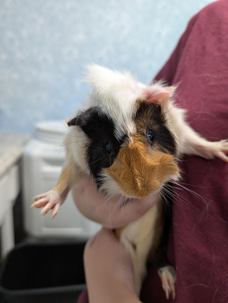 Cicero Pig, Adoptable, Baby Male Guinea Pig.
