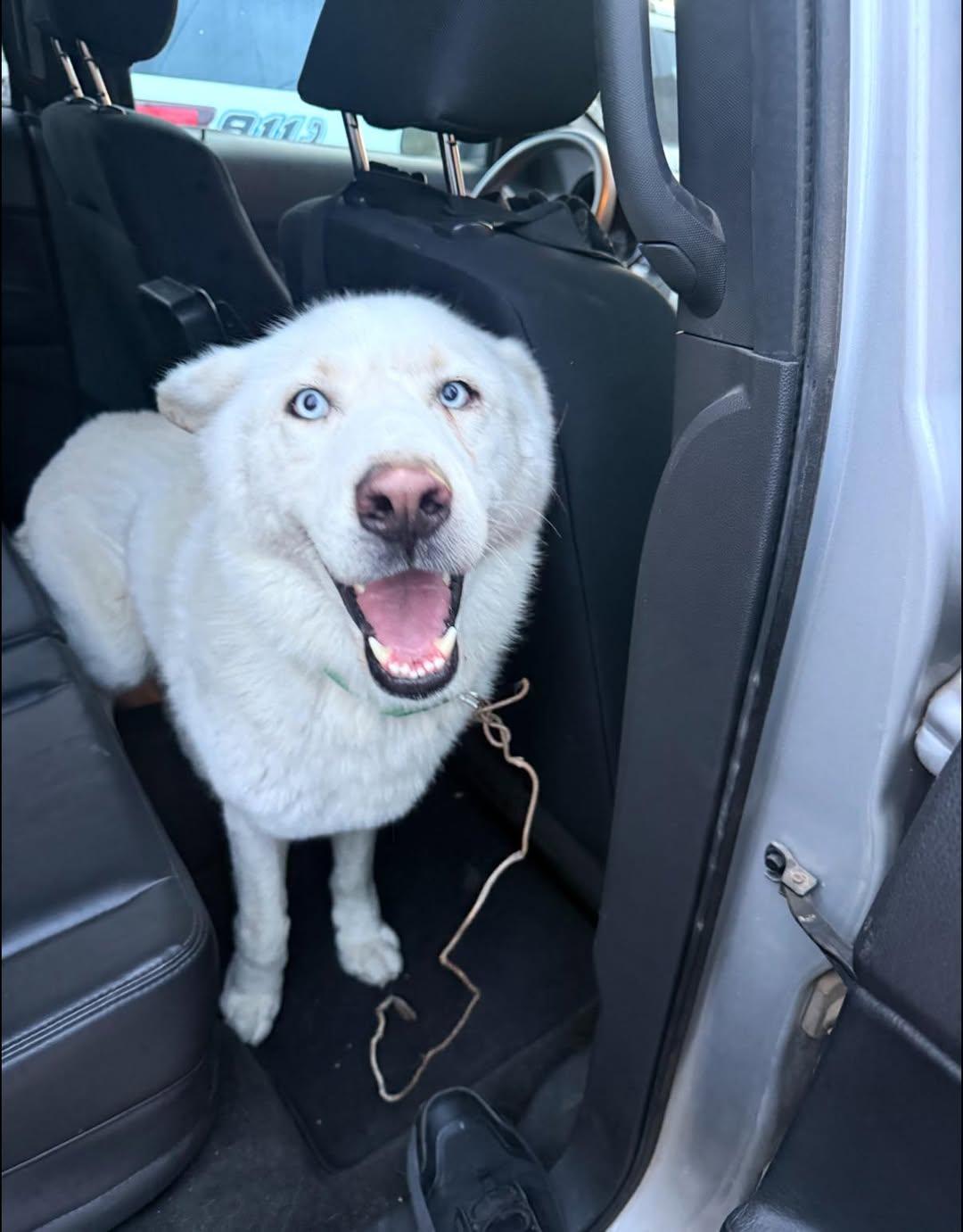 Enlarge Casper, a Adopted mixed breed in Ulysses, KS image 1/1