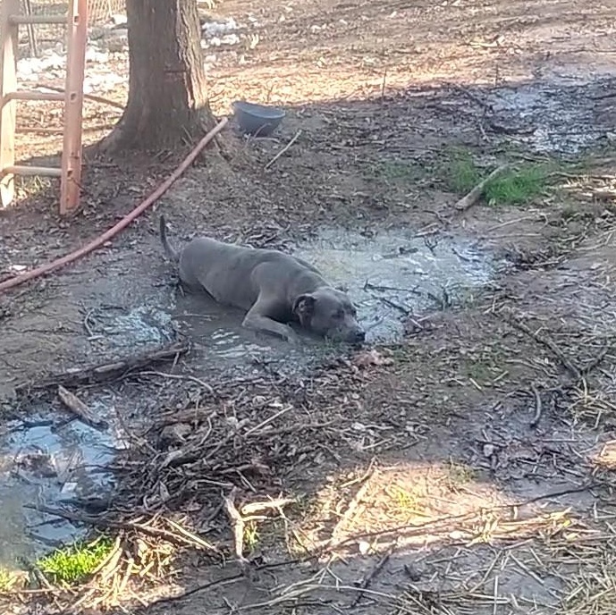 Graham, ADOPTABLE, Adult Male Mixed Breed.