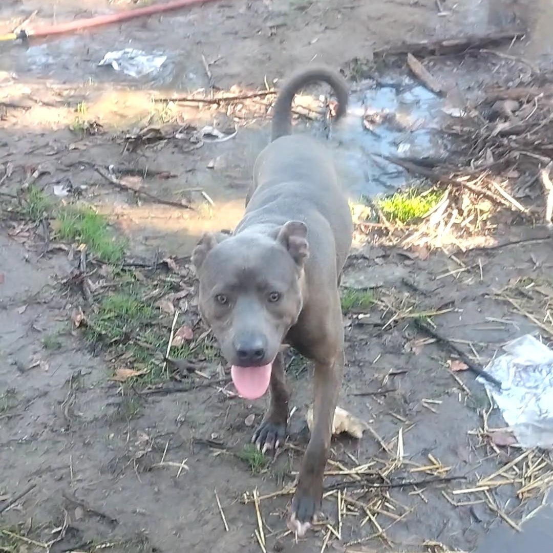 Graham, a ADOPTABLE mixed breed in Carson, MS image 3/6