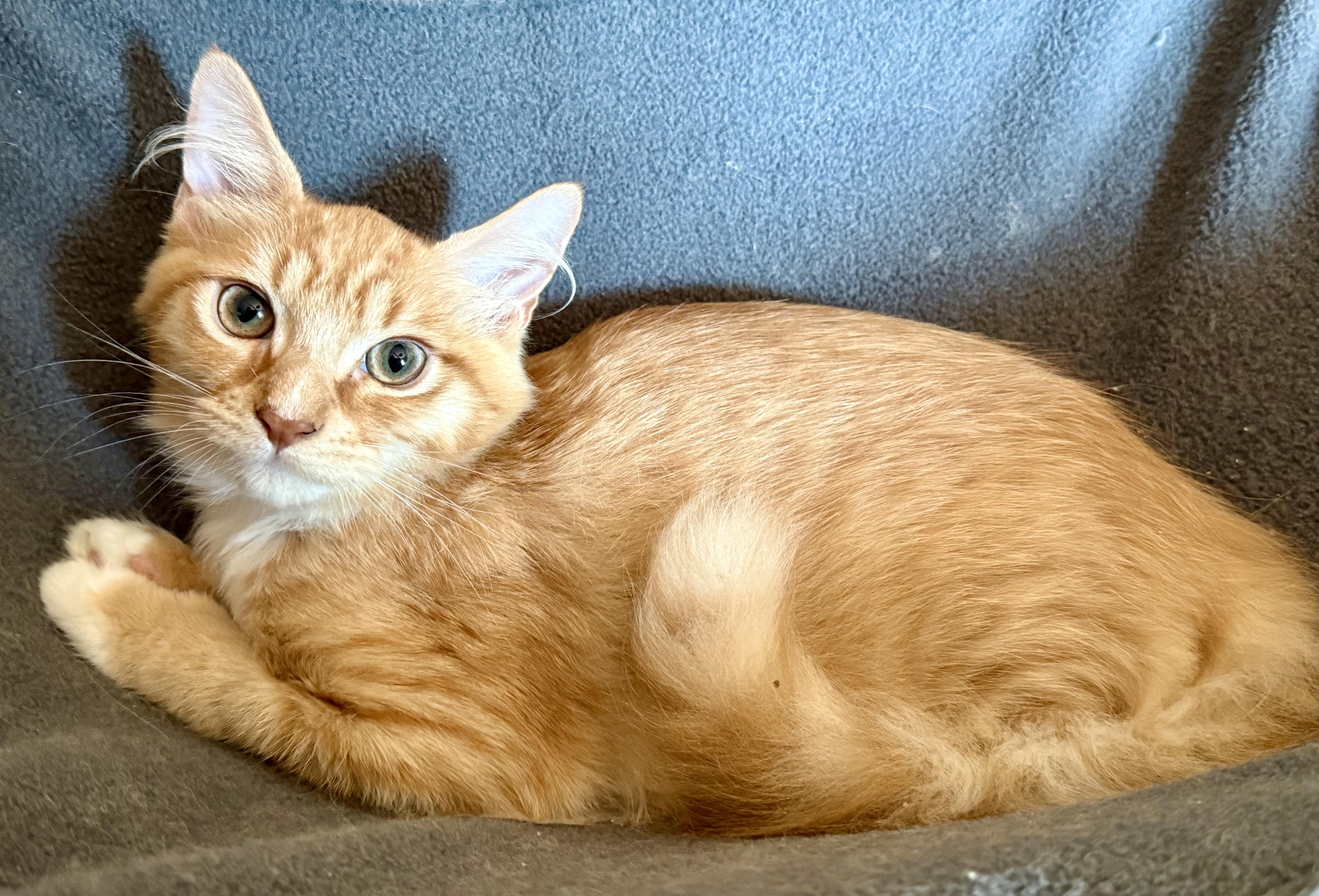 Phoenix, ADOPTABLE, Kitten Male Domestic Long Hair.