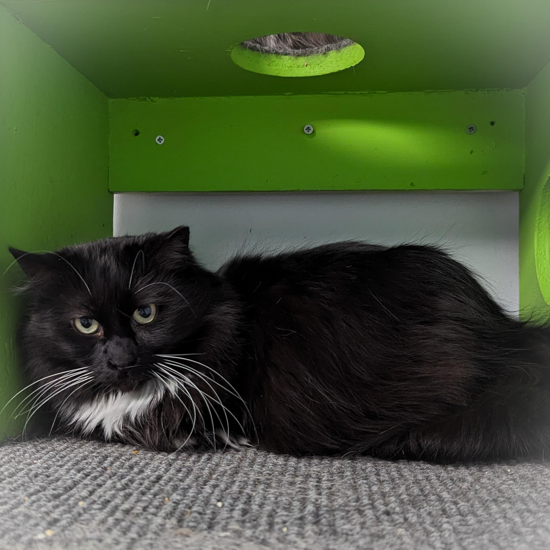 KITTYA, Adoptable, Adult Female Domestic Long Hair & Tuxedo.