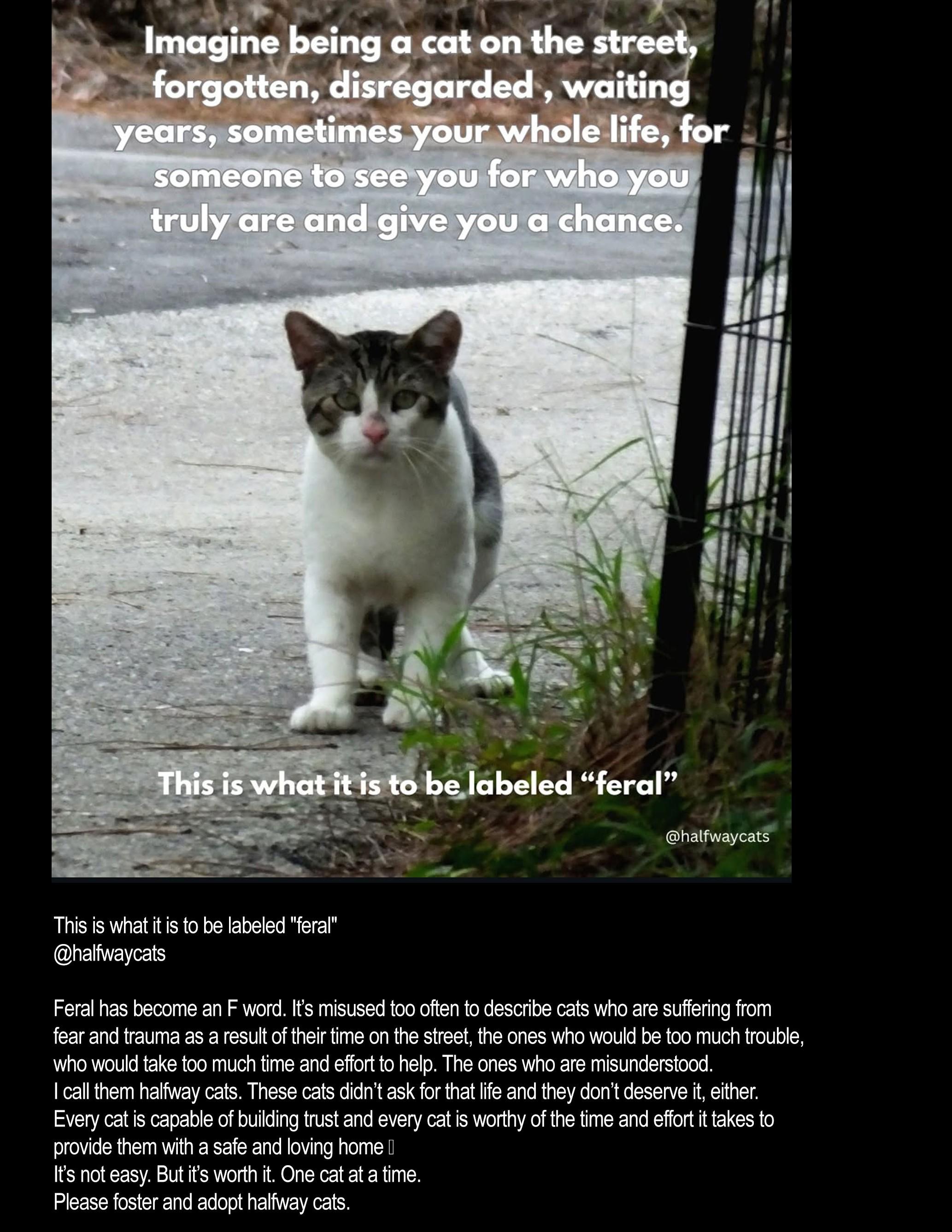 KITTYA, a Adoptable mixed breed in Griffith, IN image 5/5