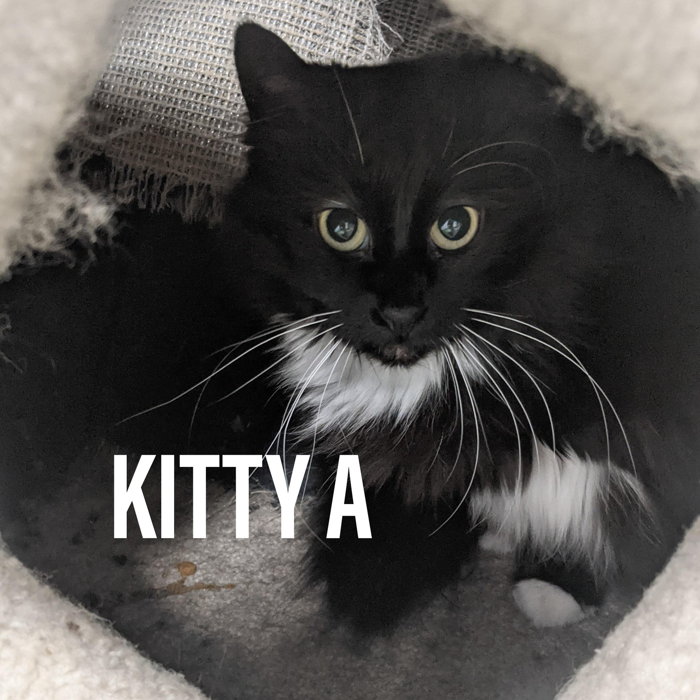 KITTYA, a Adoptable mixed breed in Griffith, IN image 1/5