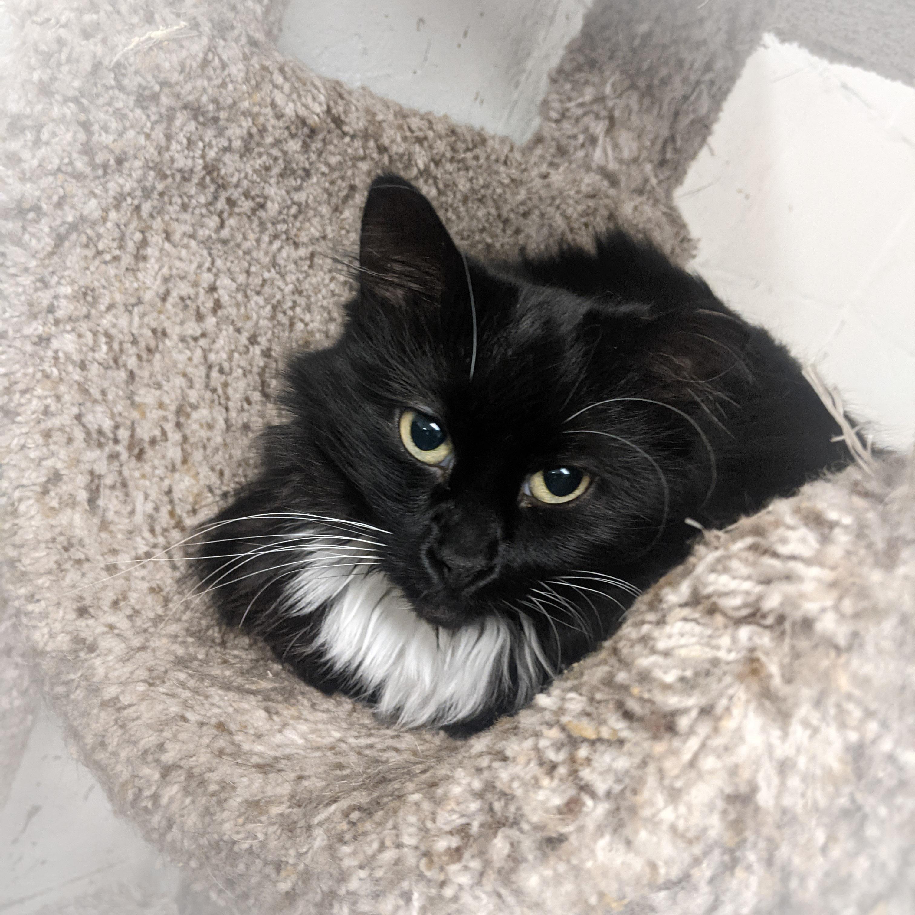 KITTYA, a Adoptable mixed breed in Griffith, IN image 4/5