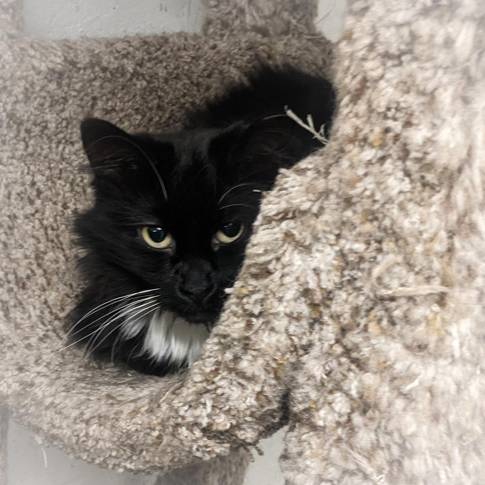 KITTYA, a Adoptable mixed breed in Griffith, IN image 2/5