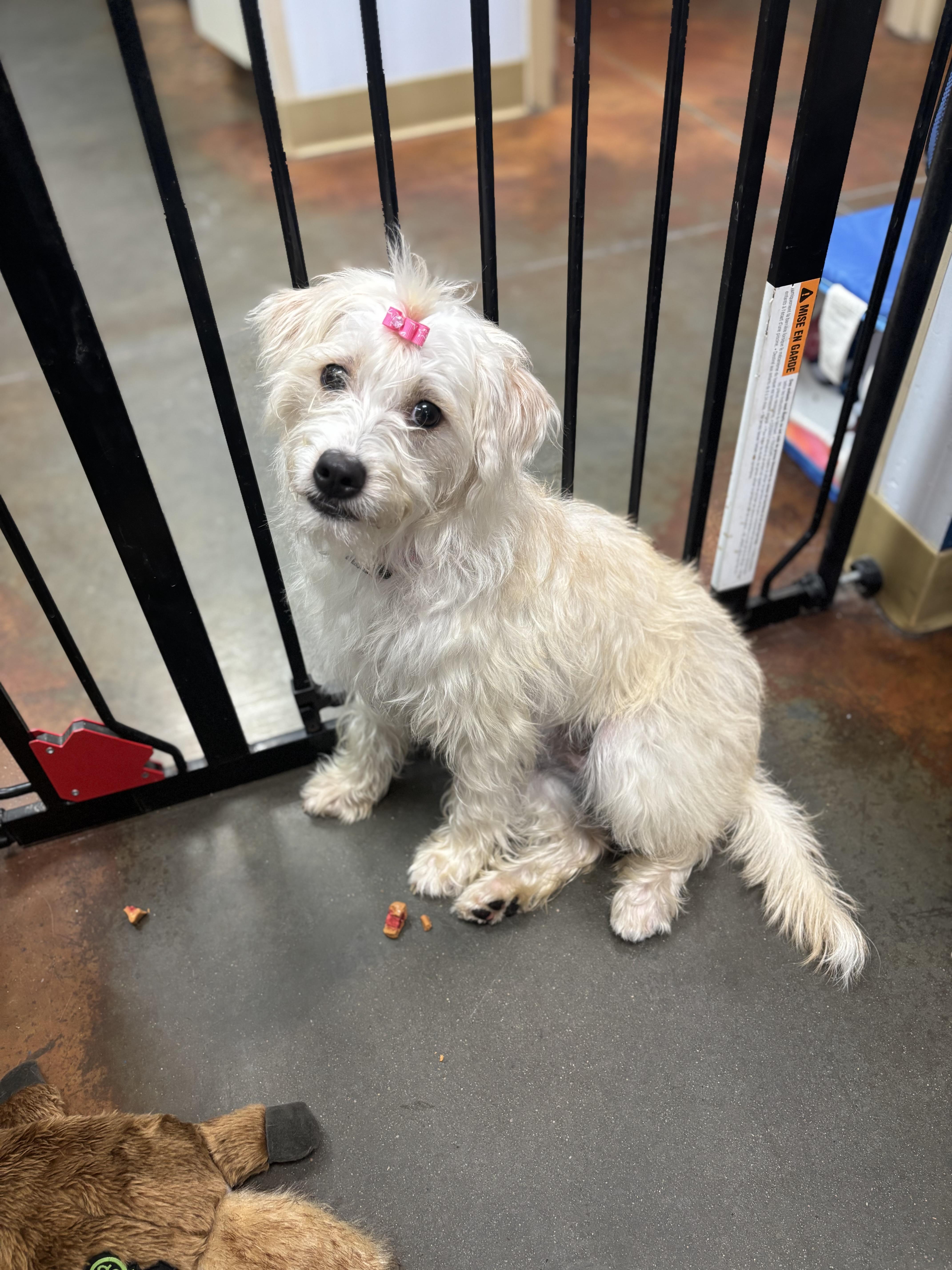 Strawberry, Adoptable, Young Female Terrier & Schnauzer.
