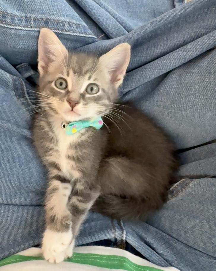 Enlarge Sugar, a Adoptable Domestic Short Hair in Orlando, FL image 1/3