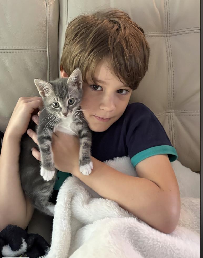 Enlarge Sugar, a Adoptable Domestic Short Hair in Orlando, FL image 3/3