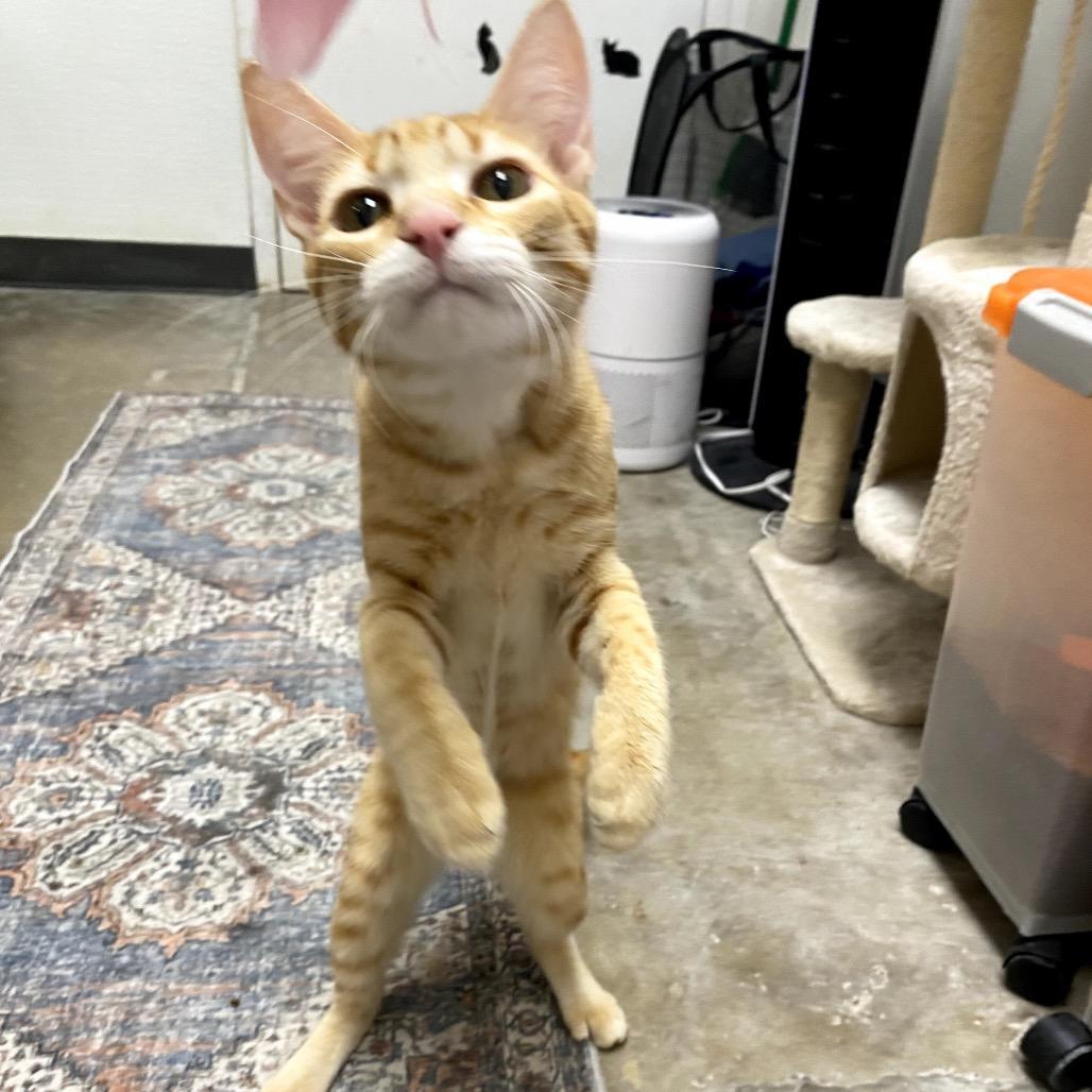 Otto (bonded with Iggi), Adoptable, Young Male Domestic Short Hair.