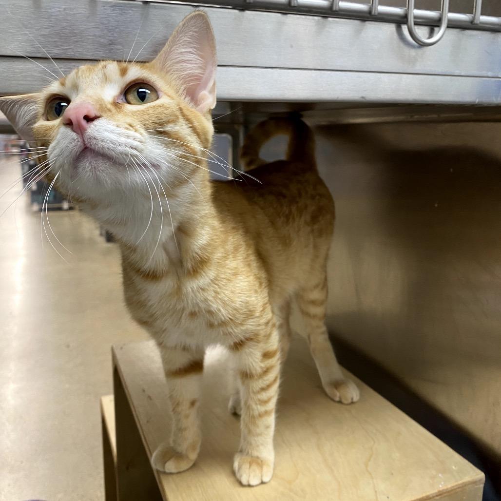 Otto (bonded with Iggi), a Adoptable mixed breed in Houston, TX image 2/6