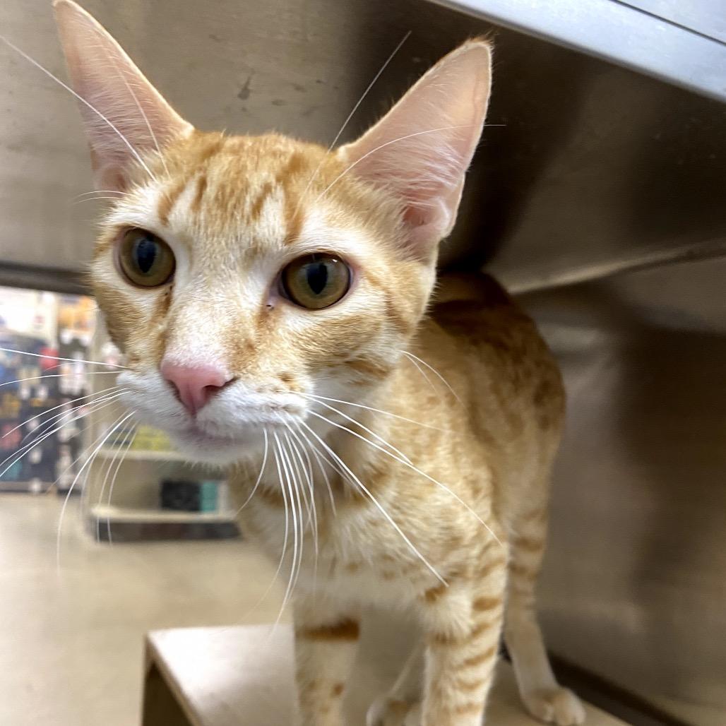 Otto (bonded with Iggi), a Adoptable mixed breed in Houston, TX image 3/6