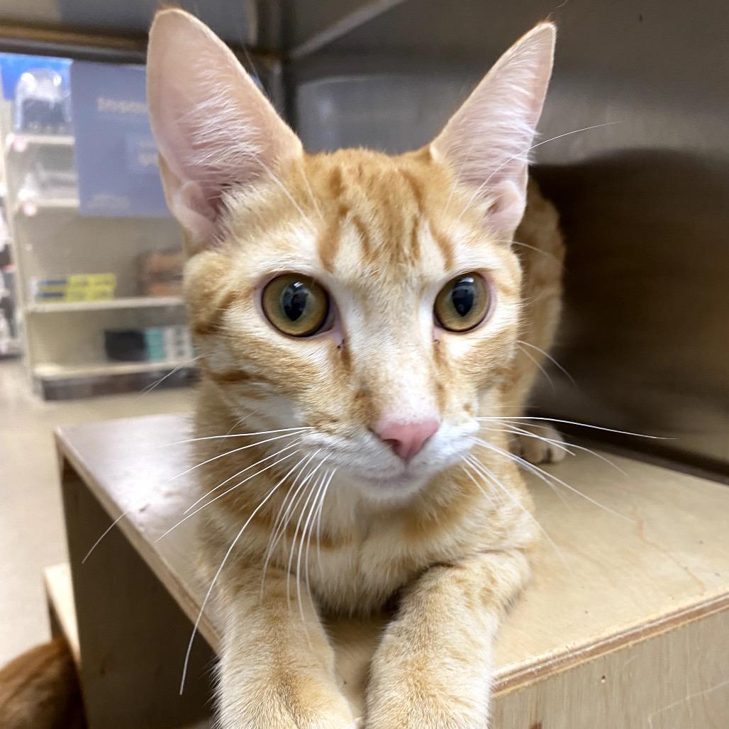 Otto (bonded with Iggi), a Adoptable mixed breed in Houston, TX image 4/6