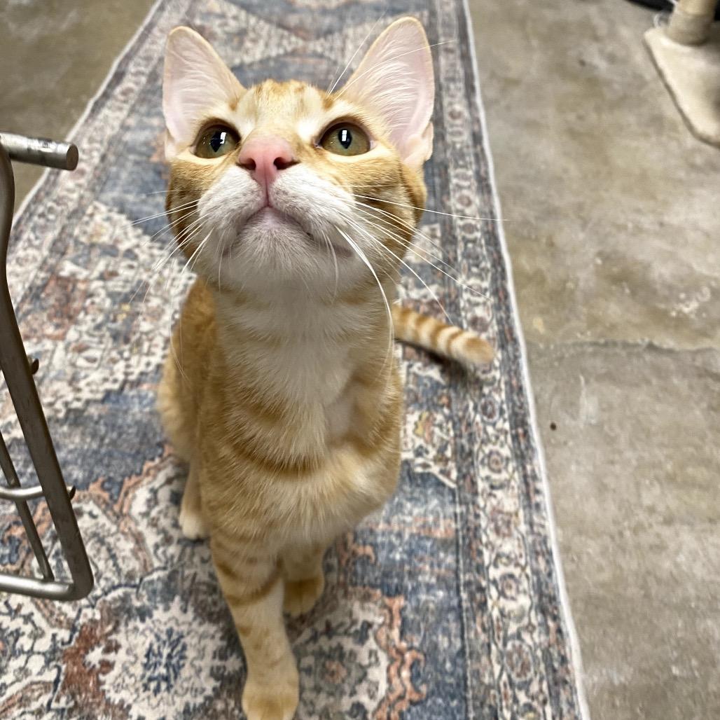 Otto (bonded with Iggi), a Adoptable mixed breed in Houston, TX image 5/6