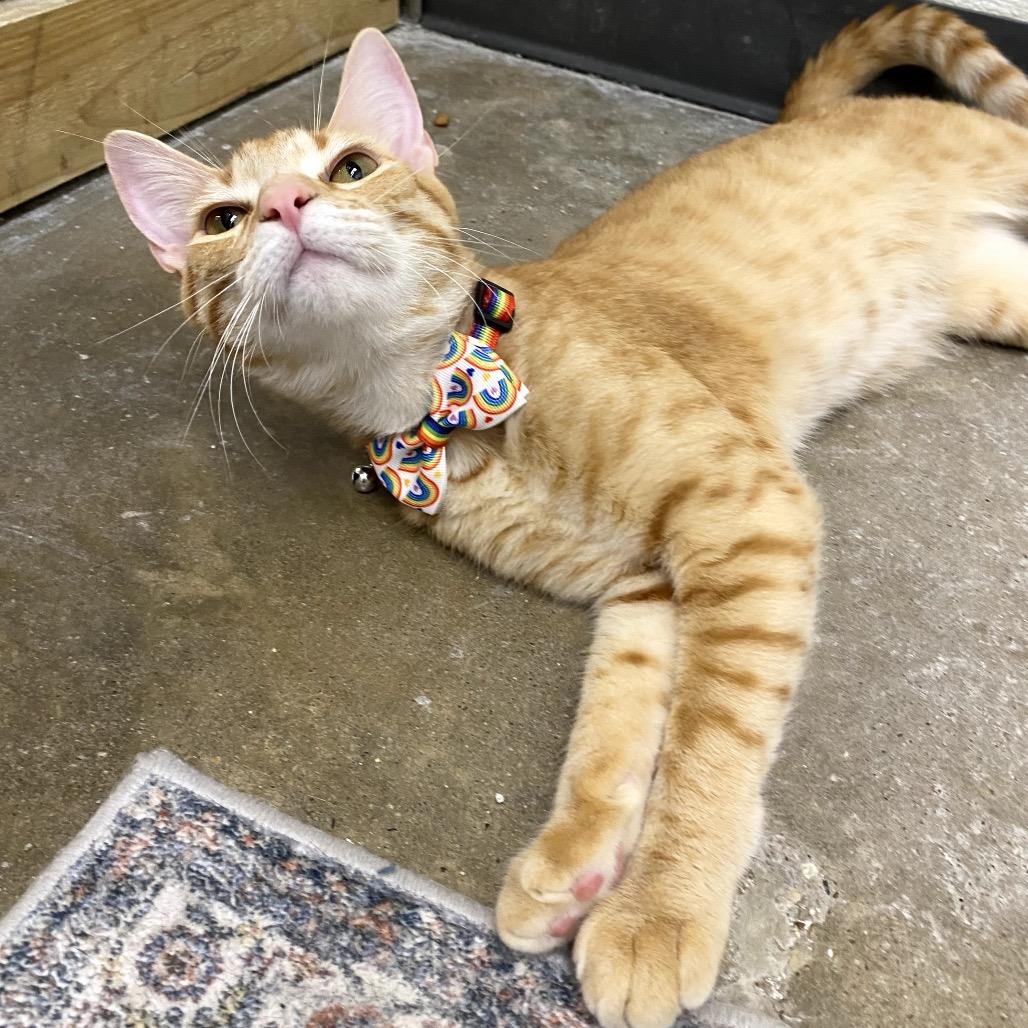 Otto (bonded with Iggi), a Adoptable mixed breed in Houston, TX image 6/6