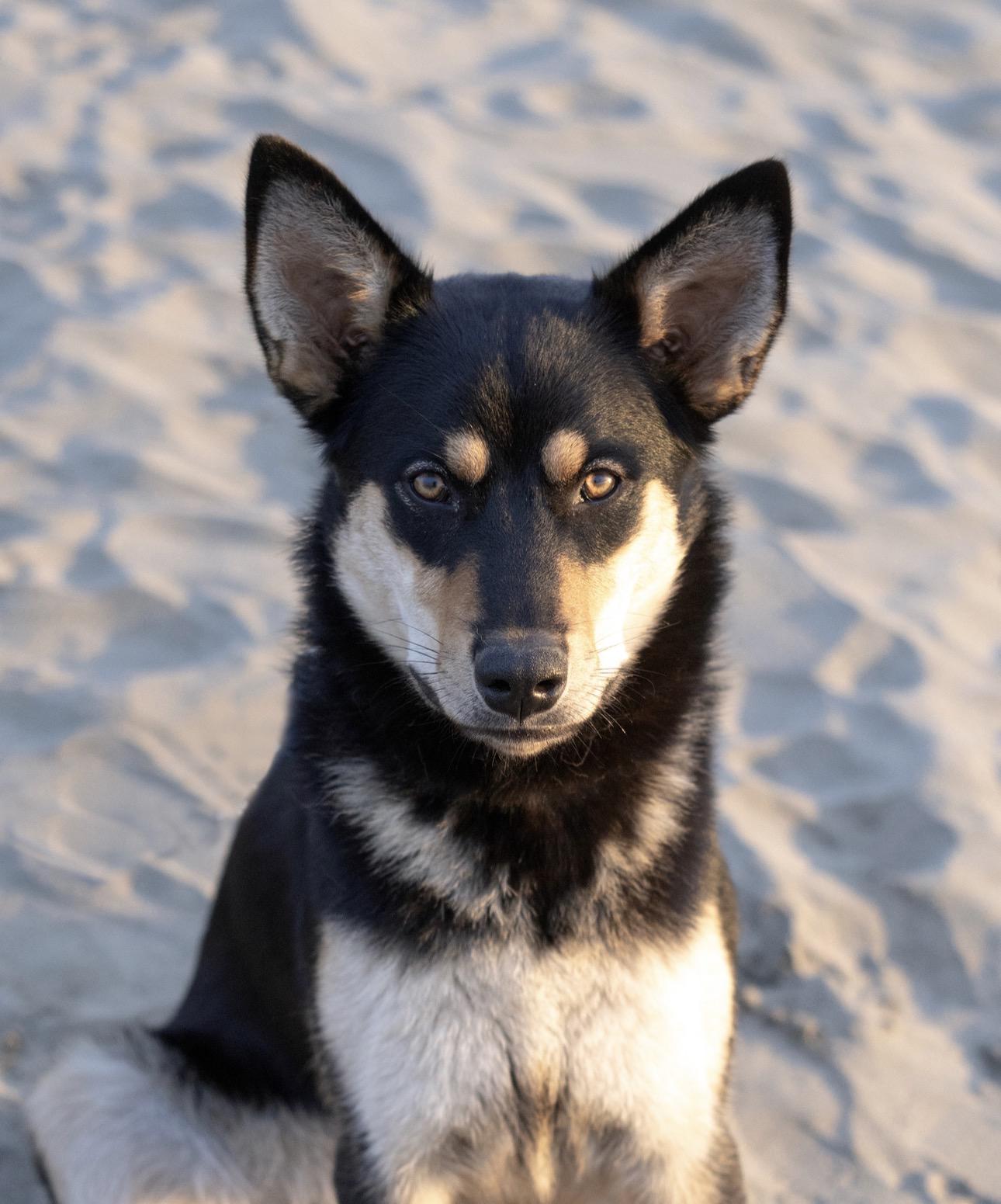 Finn, a Adoptable mixed breed in Modesto , CA image 1/4