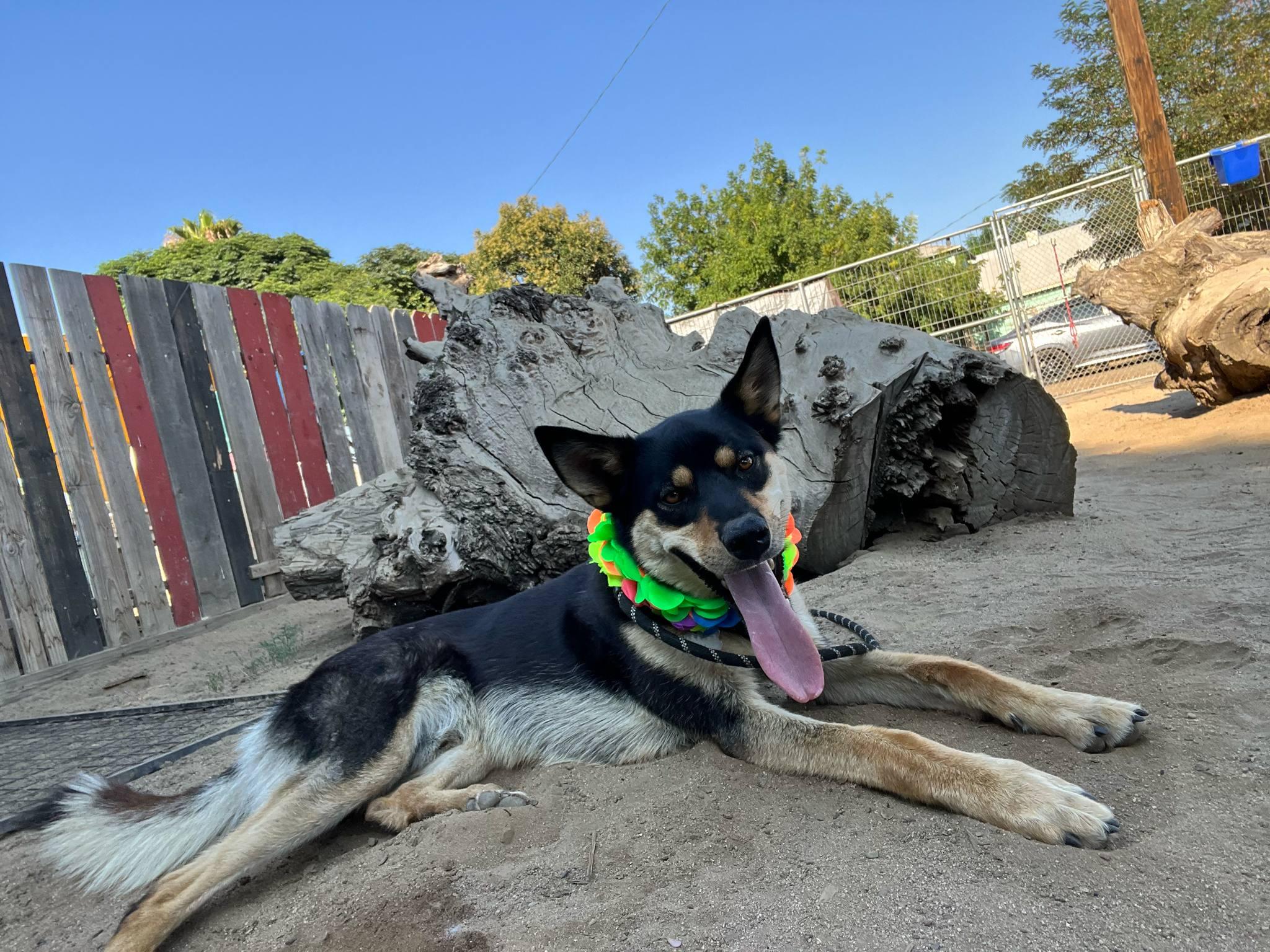 Finn, Adoptable, Adult Male Siberian Husky.