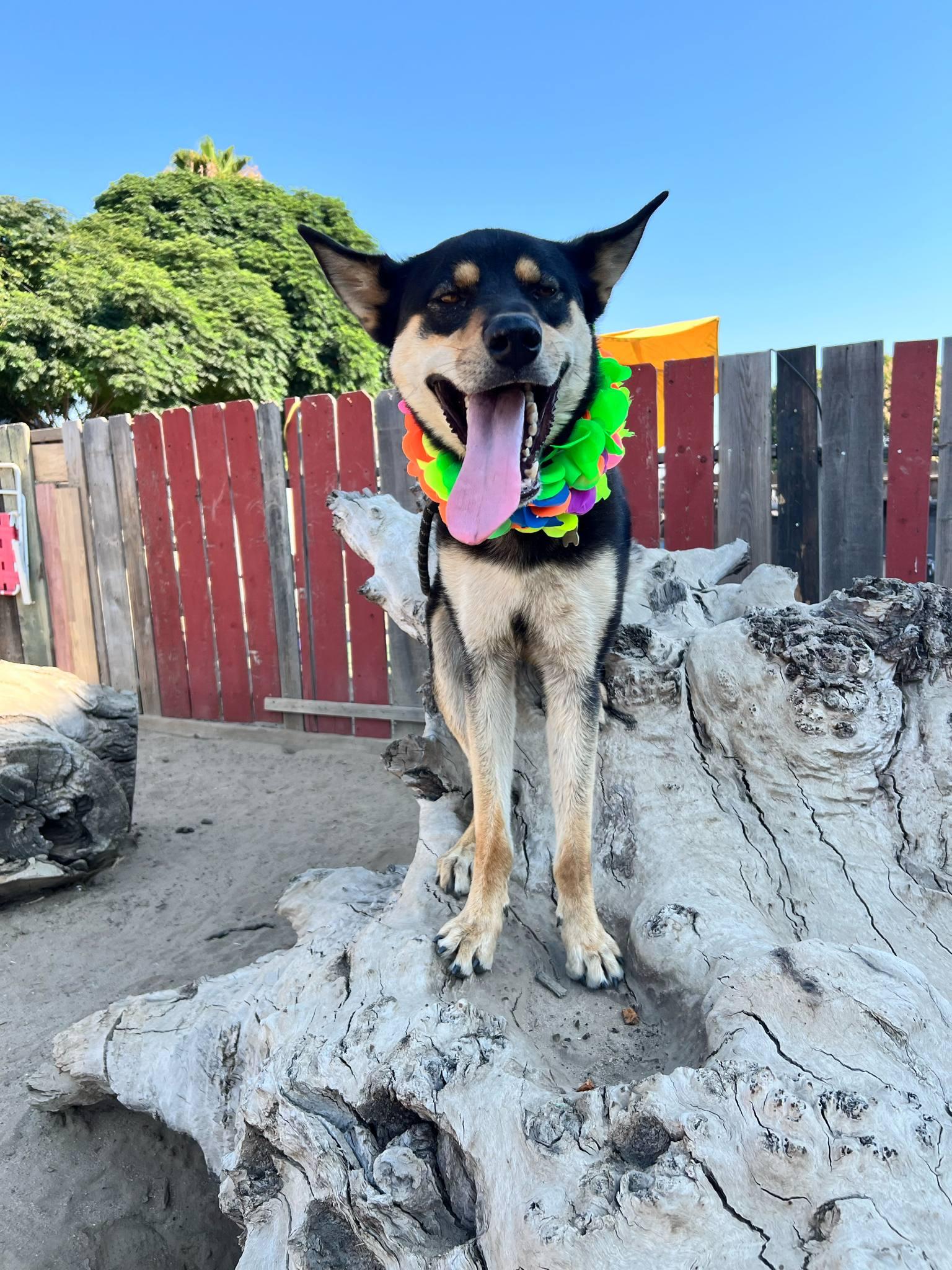 Finn, a Adoptable mixed breed in Modesto , CA image 2/3