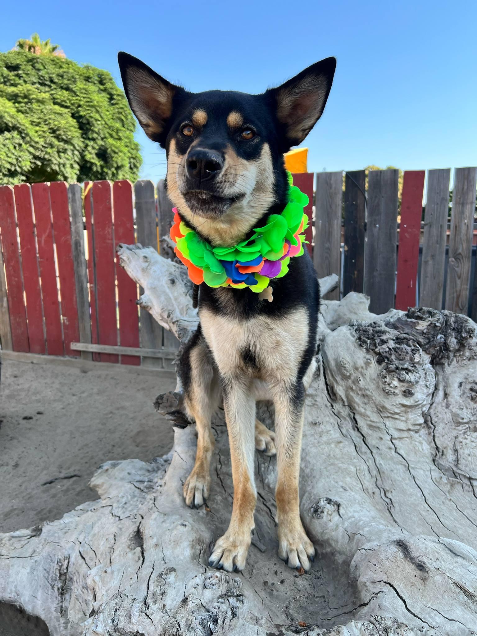 Finn, a Adoptable mixed breed in Modesto , CA image 3/3