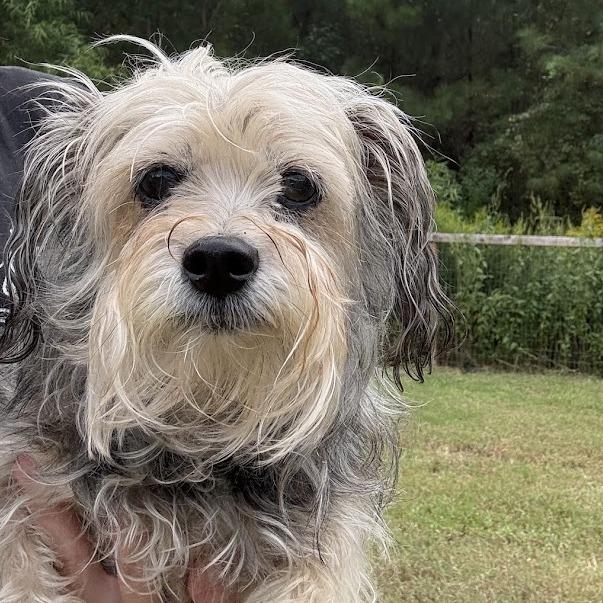 Midge, Adoptable, Senior Female Yorkshire Terrier & Mixed Breed.