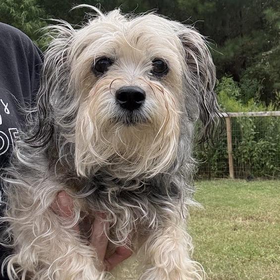 Enlarge Midge, a Adoptable mixed breed in North Charleston, SC image 2/4