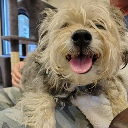 Enlarge Midge, a Adoptable mixed breed in North Charleston, SC image 4/4