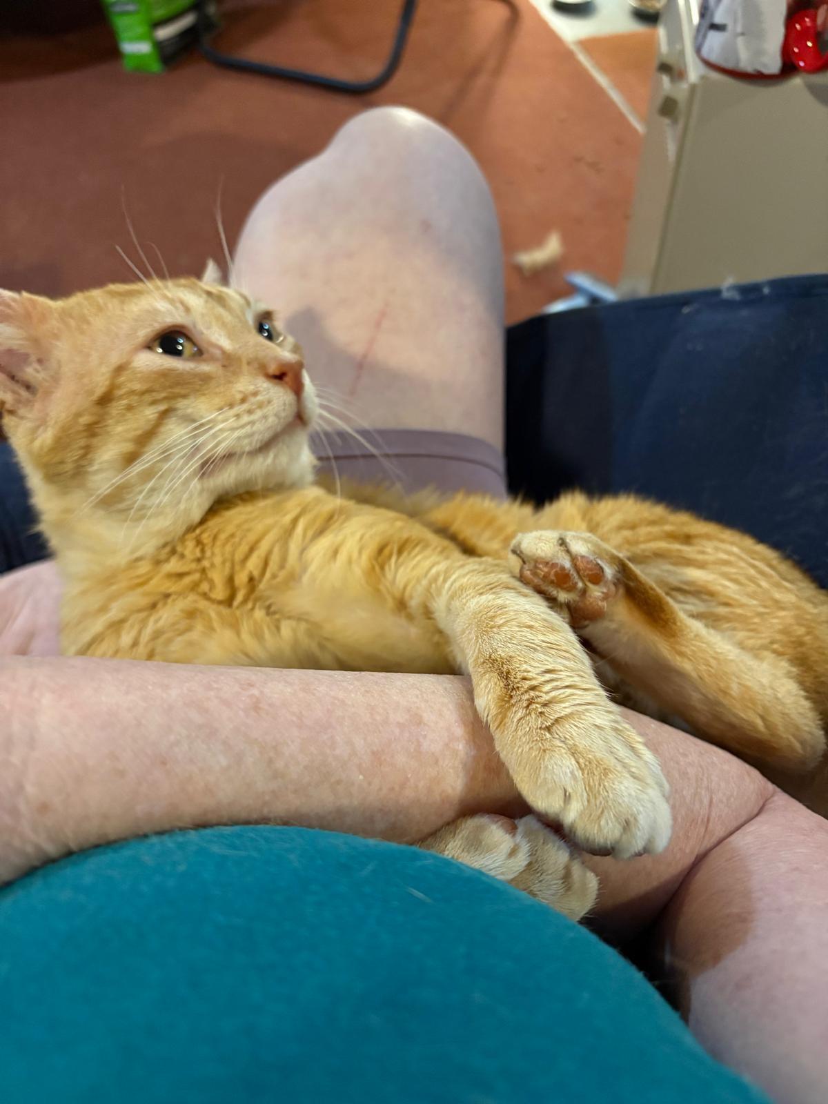 Mr Butters, ADOPTABLE, Adult Male Domestic Short Hair.
