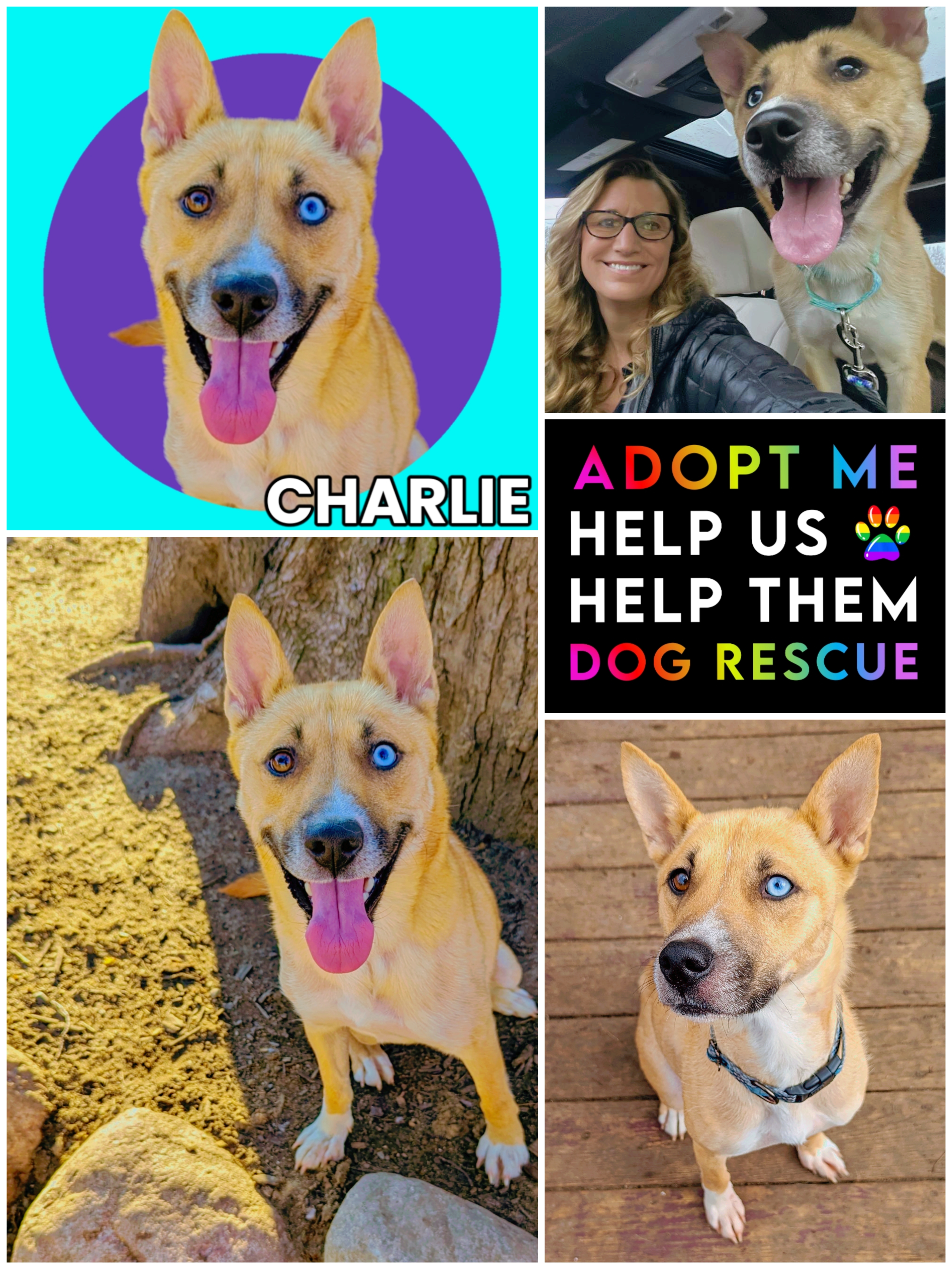Charlie, a Adoptable mixed breed in Ferndale, MI image 3/4