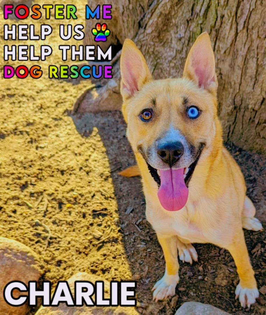 Charlie, a Adoptable mixed breed in Ferndale, MI image 4/4