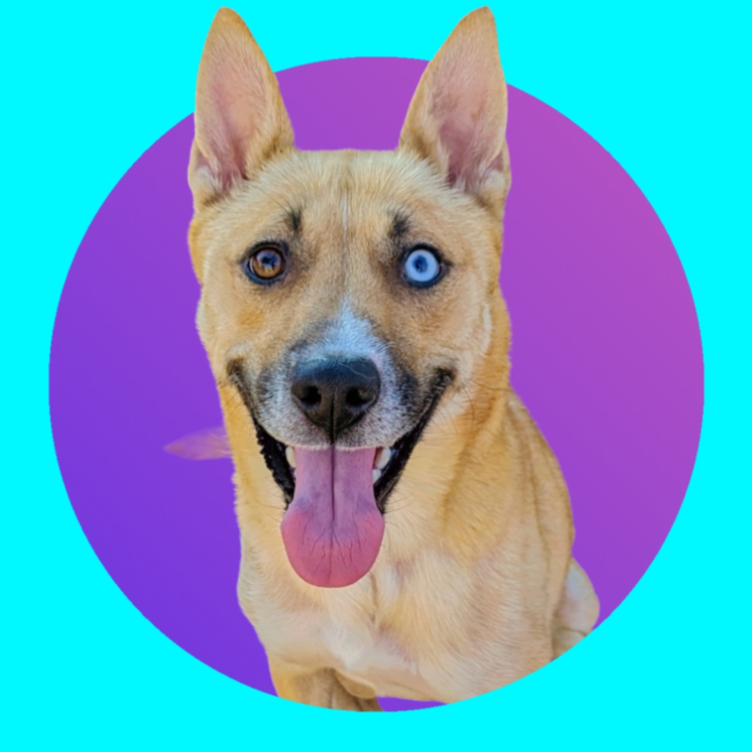 Charlie, a Adoptable mixed breed in Ferndale, MI image 2/4