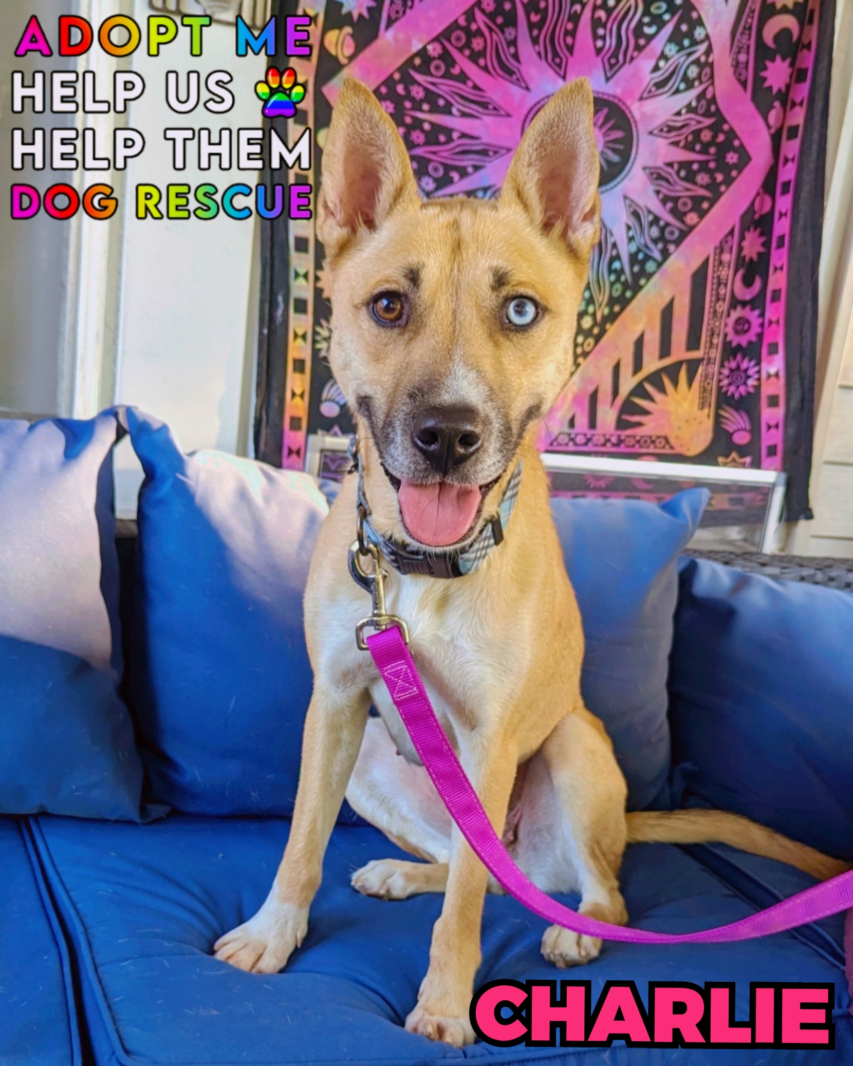 Charlie, a Adoptable mixed breed in Ferndale, MI image 1/4