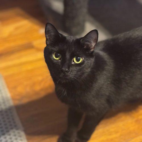 Gertie, a Adoptable Domestic Short Hair in Toms River, NJ image 1/3