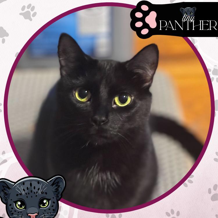Gertie, a Adoptable Domestic Short Hair in Toms River, NJ image 2/4