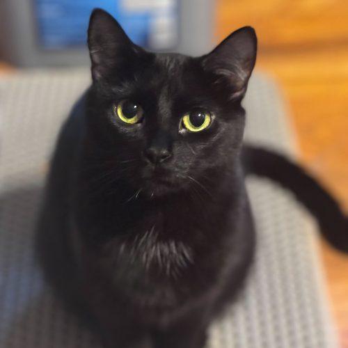 Gertie, a Adoptable Domestic Short Hair in Toms River, NJ image 3/3