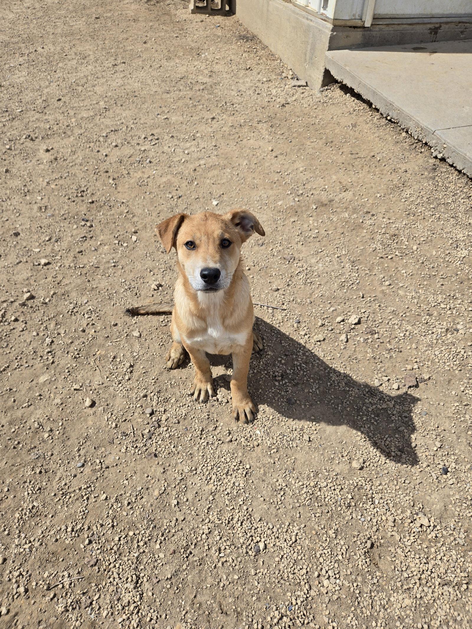 Enlarge Pasta, a Adopted Labrador Retriever in Maquoketa, IA image 1/1