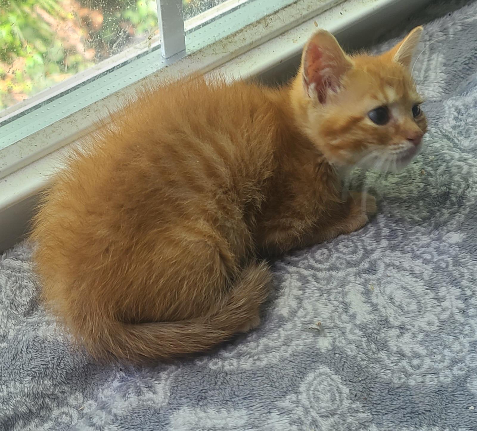 DAHLIA, a ADOPTABLE Tabby in Elgin, SC image 2/6