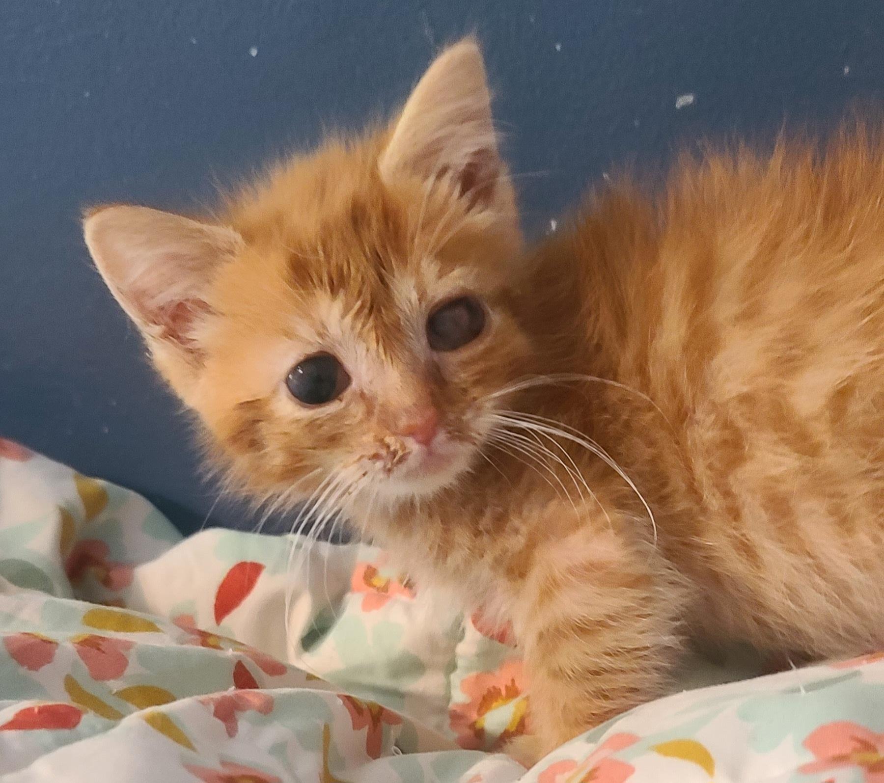 DAHLIA, ADOPTABLE, Kitten Female Tabby.