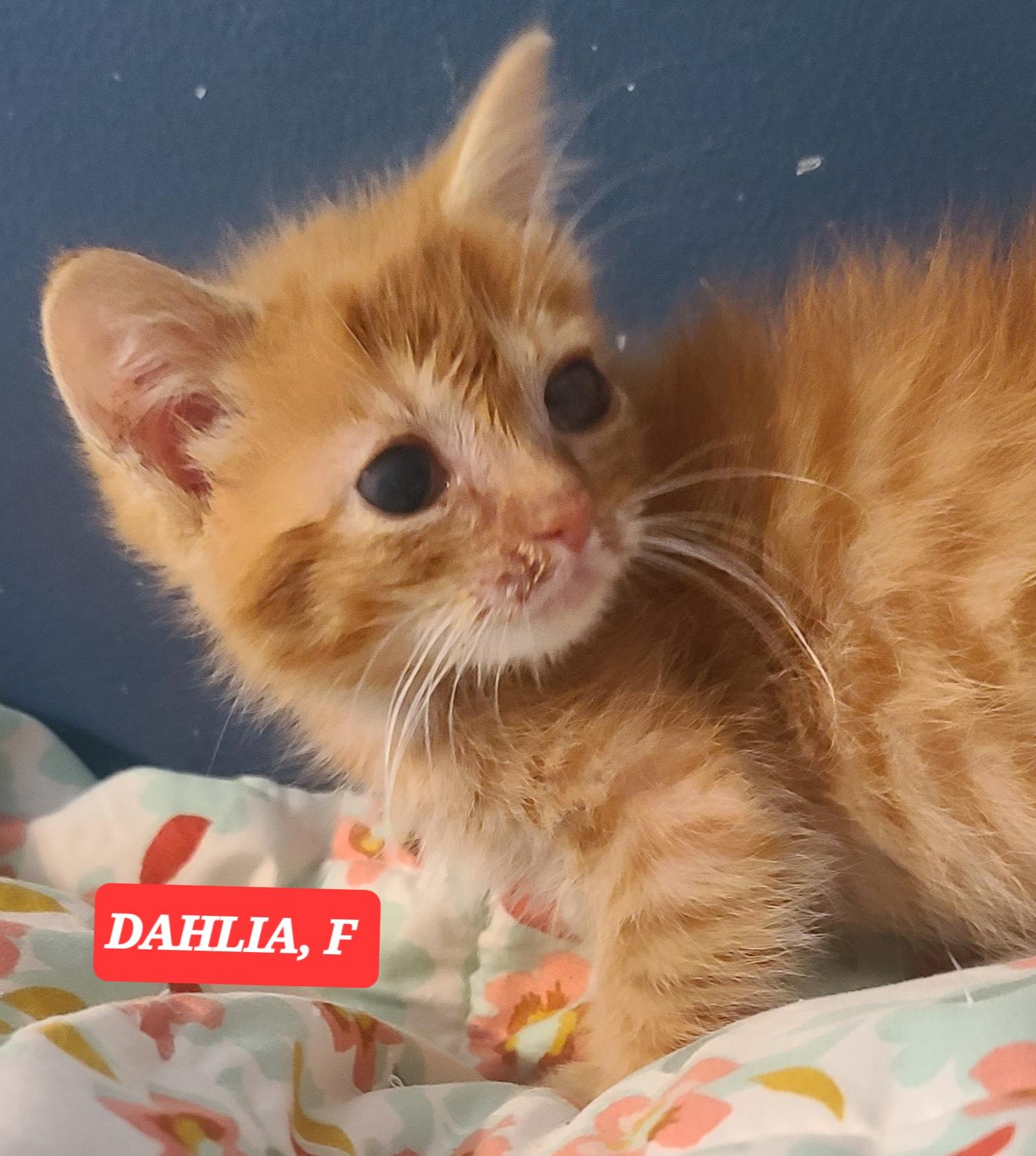 DAHLIA, a ADOPTABLE Tabby in Elgin, SC image 3/6
