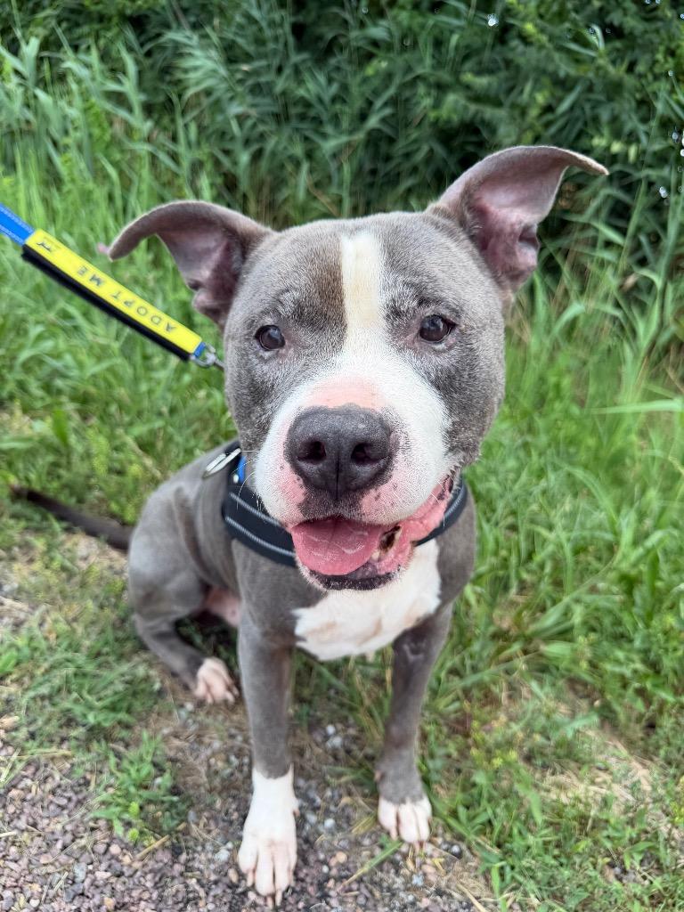 Baloo, Adopted, Senior Male Pit Bull Terrier.